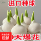 Imported Dutch hydroponic tulip bulbs, indoor and outdoor water-cultured flower plant pots, four-season cold-resistant five-degree balls, mixed color 5 balls (circumference 8-10cm) + nutrient solution