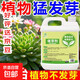 Plant bursting buds, buds, succulent leaf inserts, germination promotion, household flower growing fertilizer, old pile plant clear leaf fertilizer, old pile dry yellow leaves first aid, new buds grow, 2 barrels 5000ml