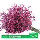 AIMAN Yunnan Forget-Me-Not Real Flowers Dried Flower Bouquet Home Furnishings Small Fresh Living Room Gypsophila Flower Arrangement Theory Jin Jin is equal to 0.5 kg. Sell a bouquet of red crystal flowers and dry branches.