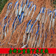 St. Ruian's old-fashioned hand-thrown traditional hand-thrown net tire line catching fishing net rotating net throwing net tire line 2 fingers 3 meters high - 4 meters in diameter