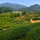 Play Ball Famous Tea, Rock Tea Dahongpao Tea 16g, Oolong Tea Taste Mellow Paper Box Experience Pack