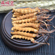 Zangxitang Cordyceps sinensis, Nagqu, Tibet, Cordyceps sinensis 4-5 roots 1 gram Cordyceps sinensis 4-5 roots 1 gram Interior 100 grams