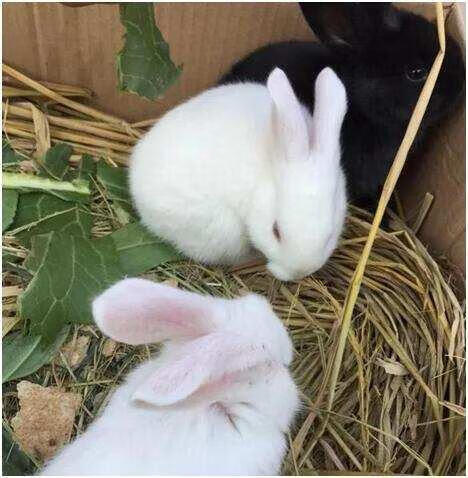 该如何养好一只兔子（兔子单养好还是群养好)