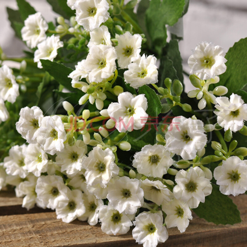 米兰花 白色 - 云商汇