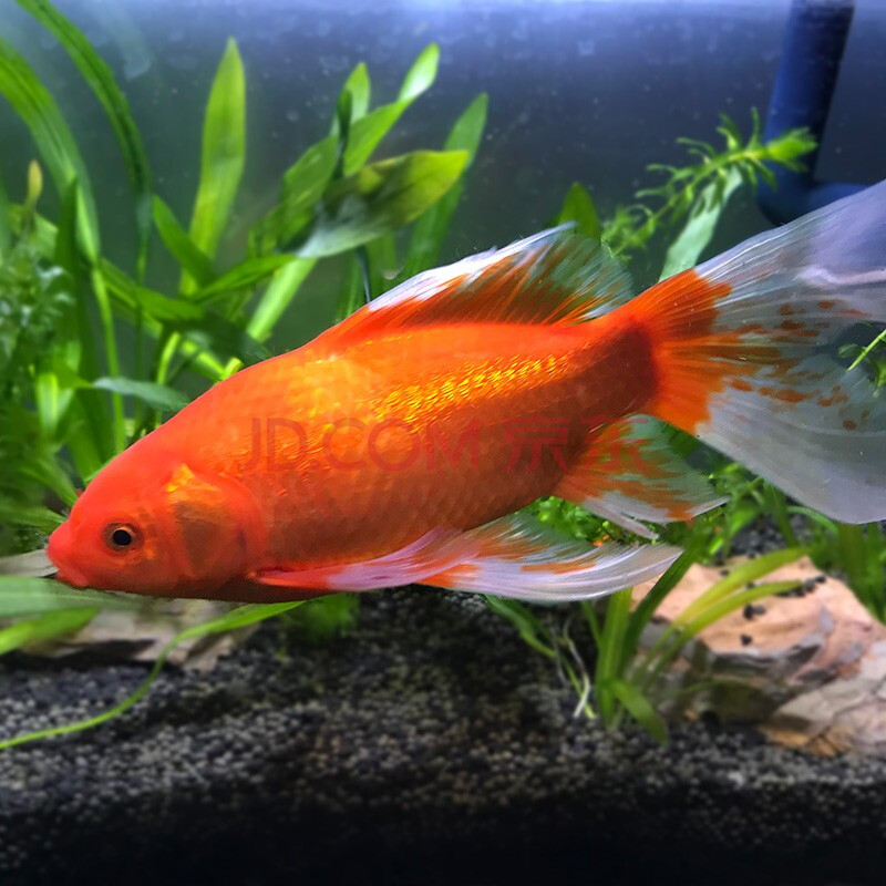 優魚若寵 紅草金水族觀賞魚紅鯽魚冷水淡水好養易活小紅魚 紅草金15