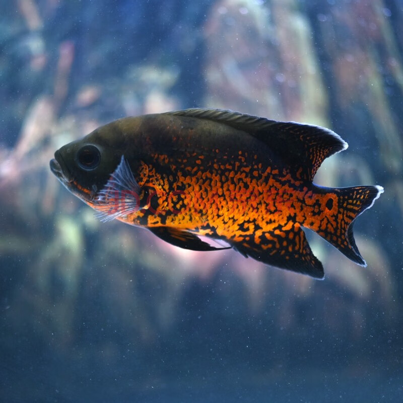 风水鱼招财鱼 中大型淡水鱼 大型热带鱼 凶猛鱼群体鱼观赏鱼活体好养