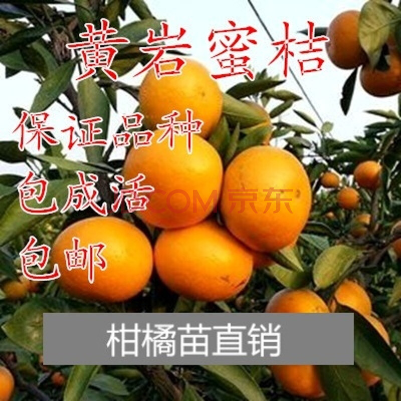 黄岩蜜桔种植全过程(黄岩蜜桔种植全过程图片)