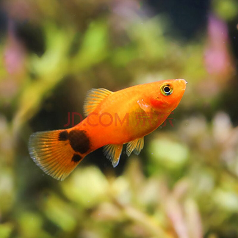 觀賞魚活體胎生魚瑪麗魚紅箭月光米奇三色牡丹練手小型淡水熱帶魚