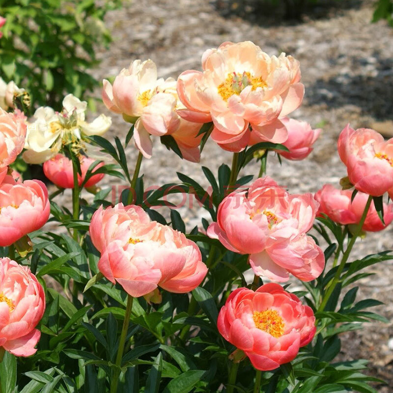 芍藥花室內外四季花苗盆栽花卉庭院芍藥根塊種球四季種的花種 a2珊瑚3