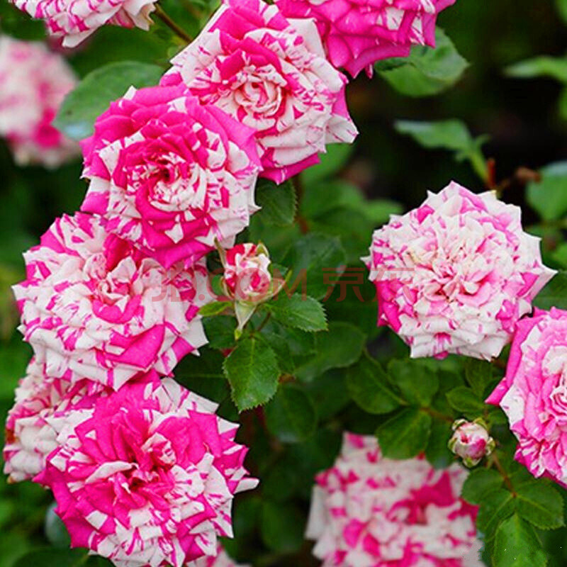 闪电舞 四季开花微型阳台灌木微型月季花 闪电舞【大苗】【营养土带钵