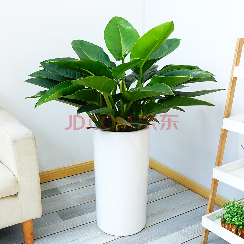 花源轩 大叶金钻盆栽植物室内大型绿植净化空气植物花卉绿植 大盆金钻