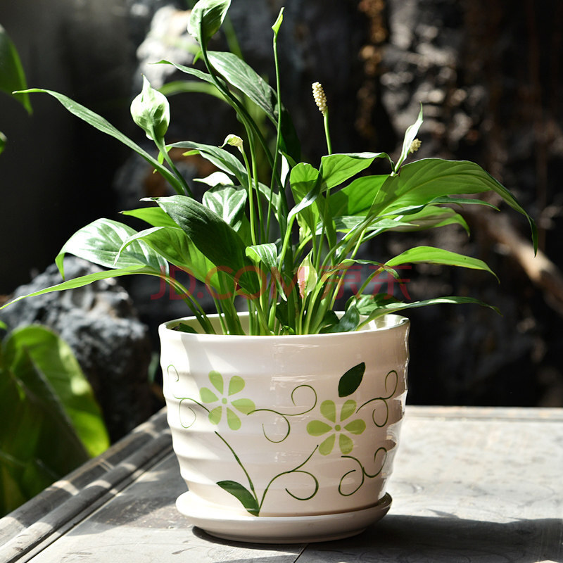 【京东包邮发货】花盆陶瓷大号特大号小号多肉花盆客厅家用绿萝吊兰带