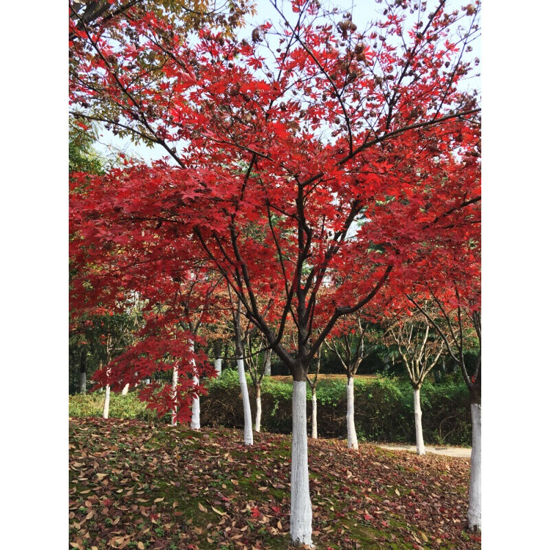 春枝韻花明柳媚紅楓樹苗四季紅盆栽日本紅舞姬美國庭院綠化工程苗木