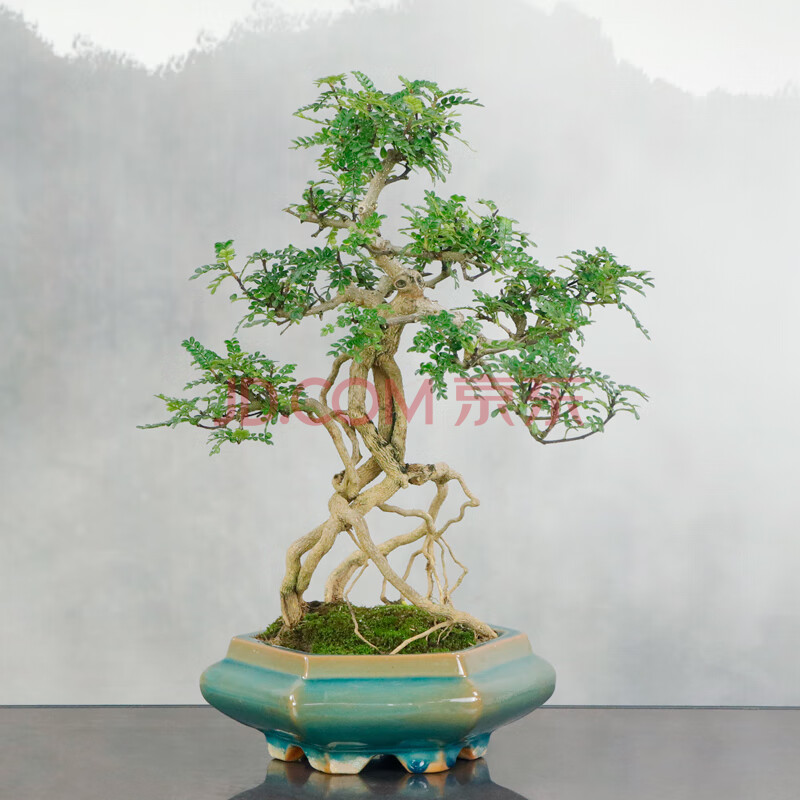 自然岛(zirandao)精品提根老桩花椒木老桩盆景客厅办公室悬崖造型送礼