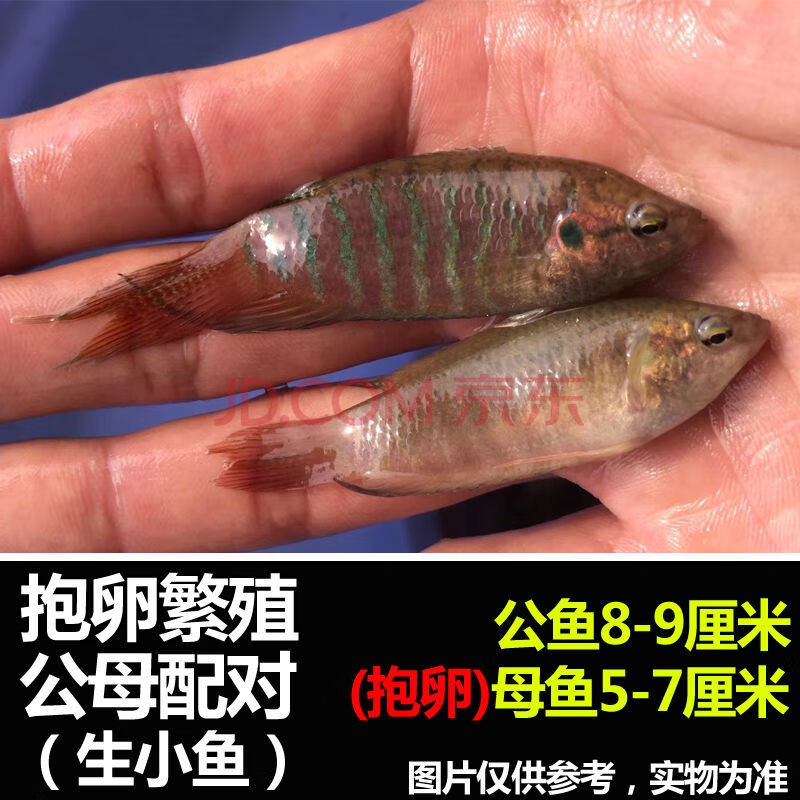 [京东推荐]中国斗鱼普叉观赏鱼活体叉尾抱卵繁殖配对冷水鱼耐养斗鱼