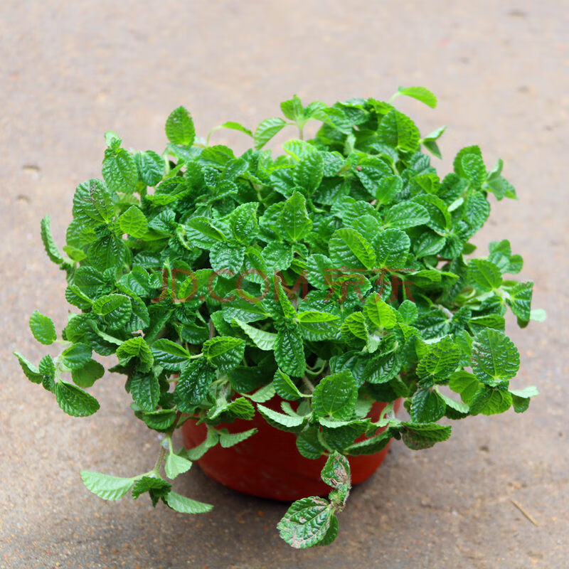 吊兰植物盆栽室内吊兰客厅卧室绿植花卉z2 一盆吸毒草 不含盆