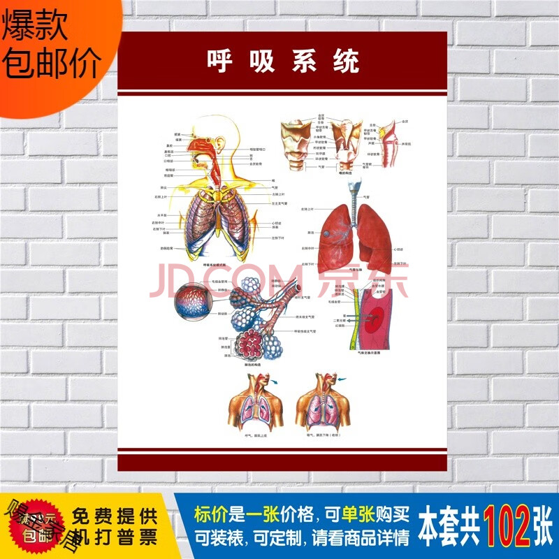 人體肌肉圖解結構解剖大掛圖人體器官解剖圖示意圖海報展板定製 呼吸