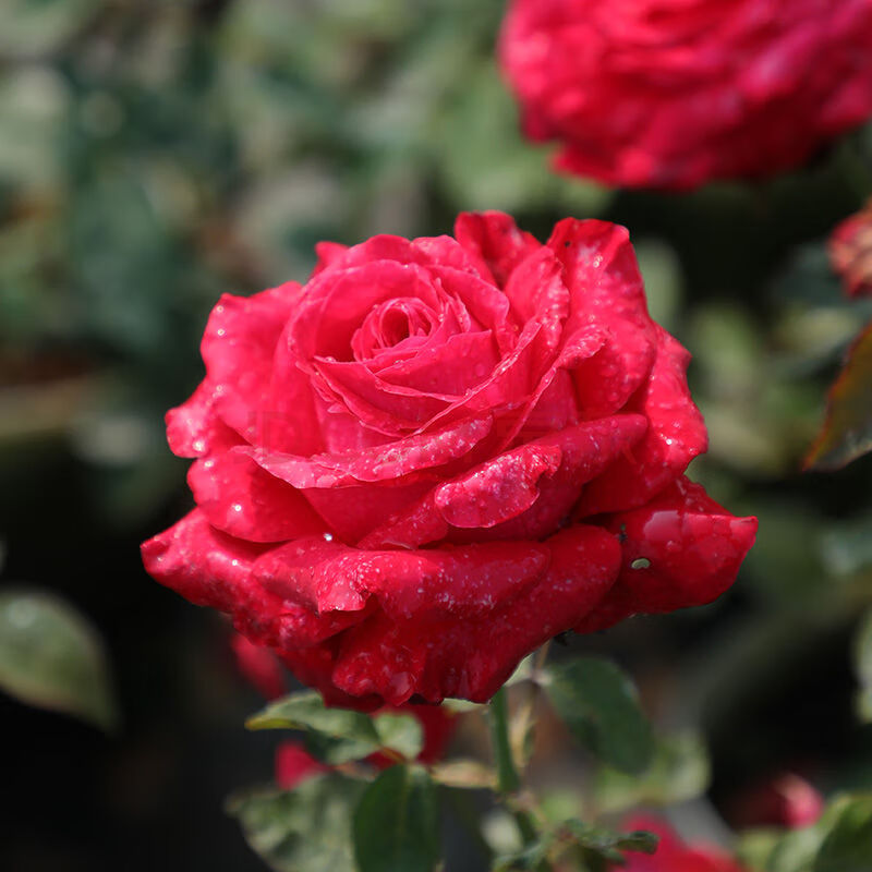 月季花苗四季开花卉观花绿植物庭院阳台盆栽香水玫瑰苗 亚历克红/浓香