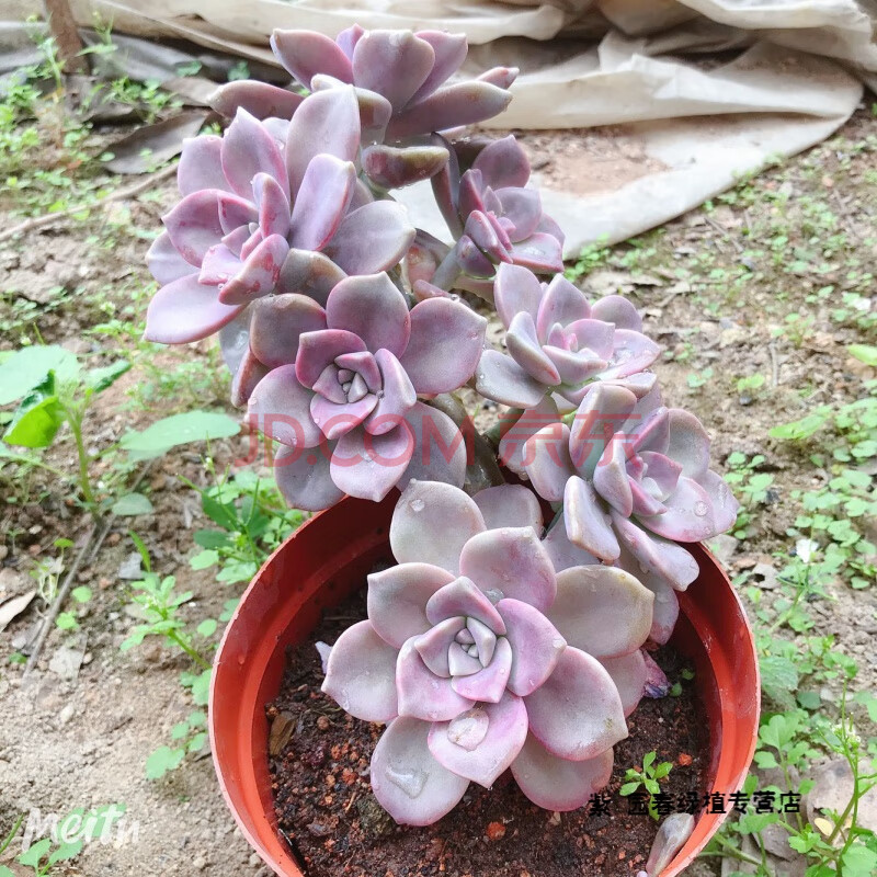 園藝華麗風車紫樂悅酥皮鴨巧克力錦晃星白鳳超大懸崖老樁組合多肉植物