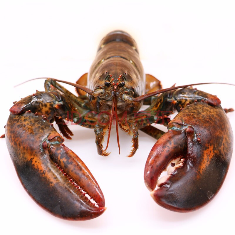 【活鲜】御鲜轩 进口加拿大鲜活大龙虾 波士顿龙虾 海鲜年货 2.4-2.