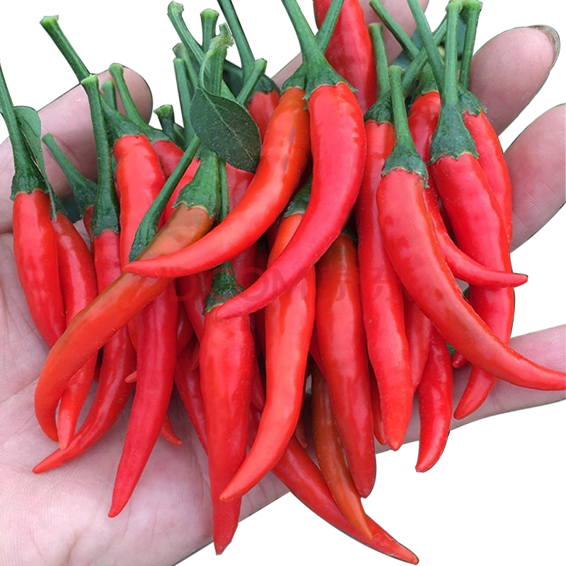 龙烜 四川新鲜小米辣 朝天椒 特辣红辣椒 250g左右