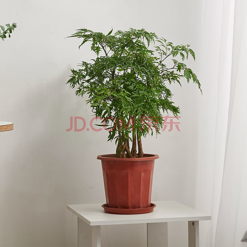 福禄寿大盆栽福禄桐羽叶盆景室内大型植物乔迁开张送礼绿植花卉 高50