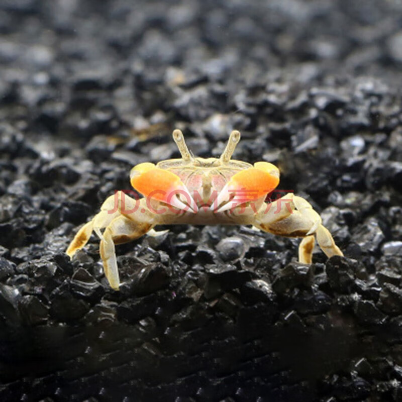 jypet迷你辣椒蟹活体宠物蟹淡水观赏蟹 辣椒蟹4只随机发