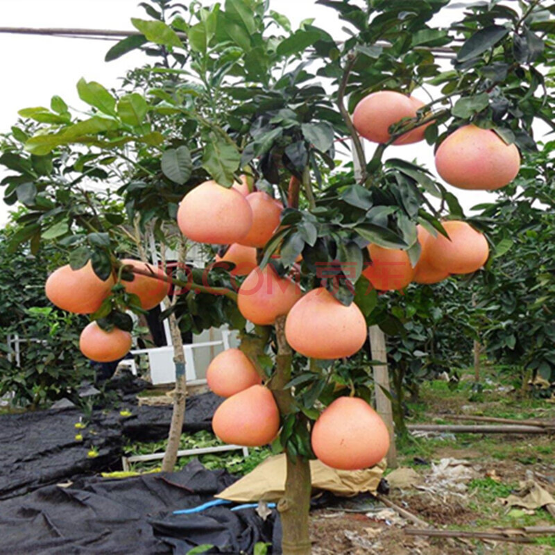 嫁接柚子树苗红心蜜柚沙田柚南方北方种植庭院果树苗当年结果 三红