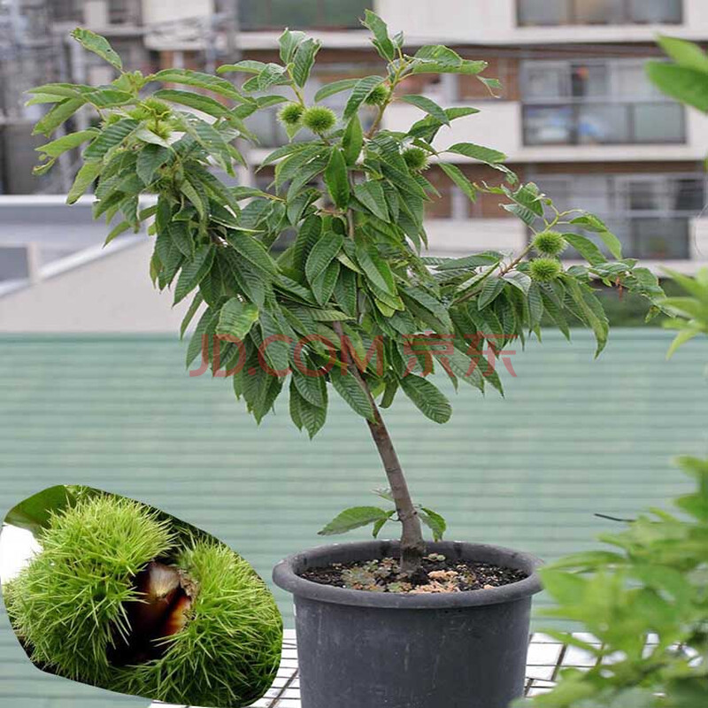 嫁接大红袍板栗苗 栗子苗 迁西板栗树 南北方地栽盆栽特大果树果苗 7