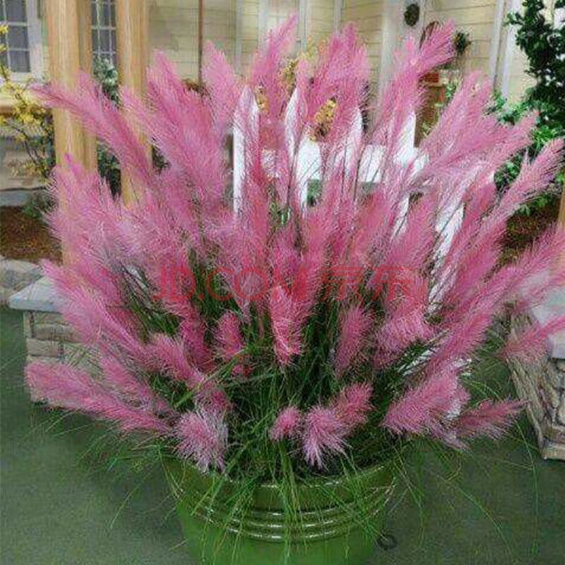 姜南粉羽毛潘帕斯草种子白蒲苇盆栽粉黛乱子草观赏兔尾巴草 粉羽毛