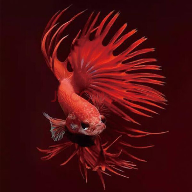 泰国斗鱼半月将军狮王马尾斗鱼活鱼清道夫热带活体观赏鱼 红色系狮王