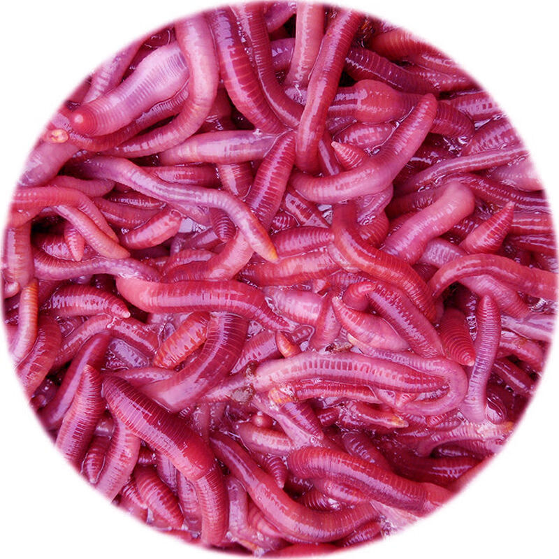 红蚯蚓活体鲫鱼野钓饵钓鱼大号蚯蚓活体红虫散装蚯蚓活饵盒装鱼食