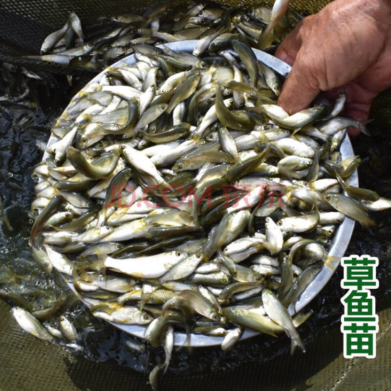 萌萌噠冰凍紅蟲凍乾紅蟲冷凍紅蟲血線蟲龍魚食雷龍魚