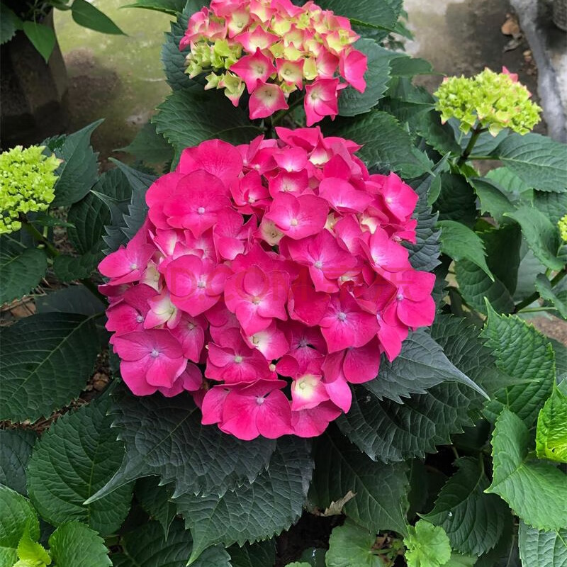 绣球花苗盆栽花卉植物室内阳台带花苞好养的花四季开花不断 5塞尔玛