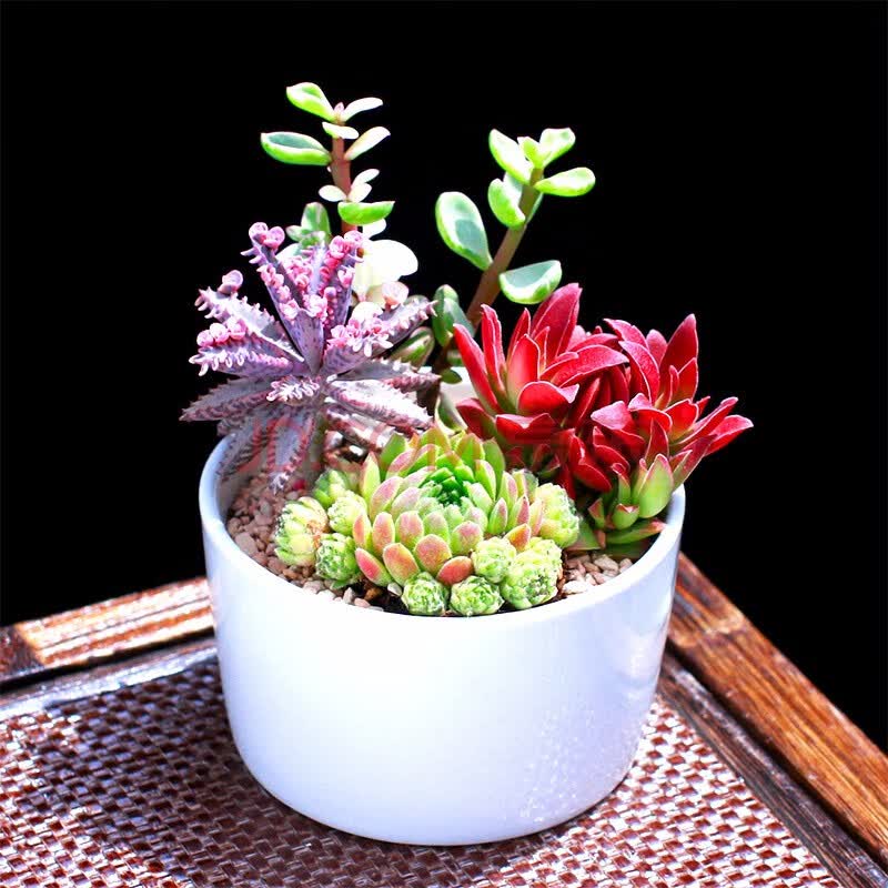 绿植盆栽市场迎来新机遇
