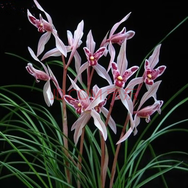 当年开花名品兰花苗 莲瓣兰春兰 红河红 阳台庭院绿植花卉h 玉兔5苗