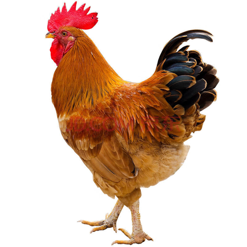 【京东生鲜】活鸡现杀新鲜散养大公鸡 土鸡 山林散养鸡 一只公鸡2.