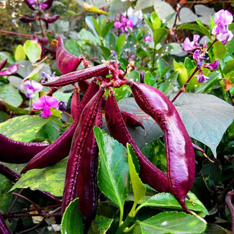 当日发货红眉豆种子紫扁豆种籽四季盆栽家庭种植蔬菜种孑 500克装