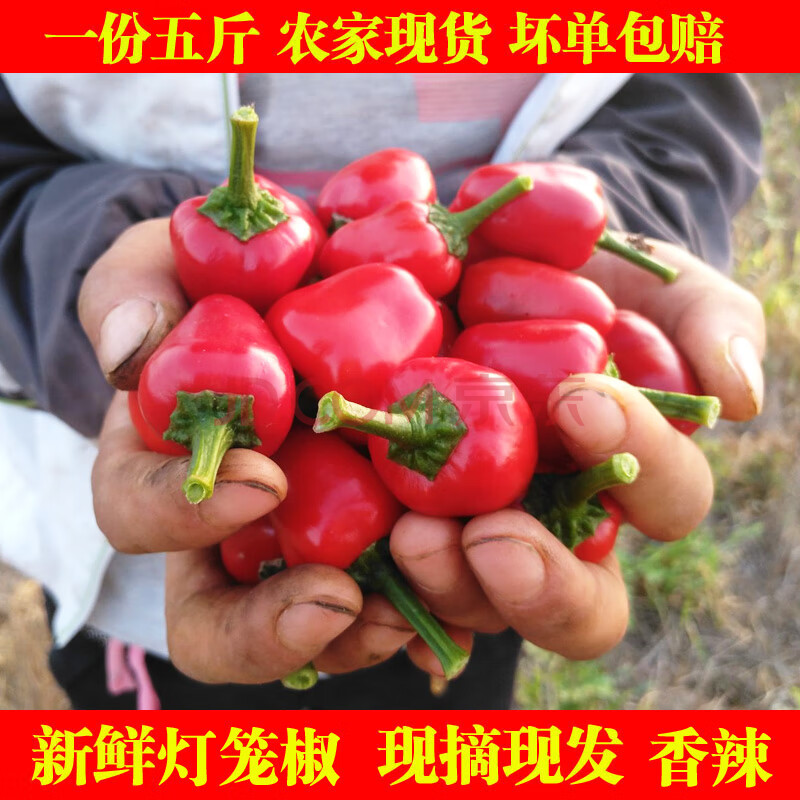 【現摘】新鮮子彈頭辣椒 紅燈籠椒 草莓辣椒 海椒珠子 泡椒 5斤