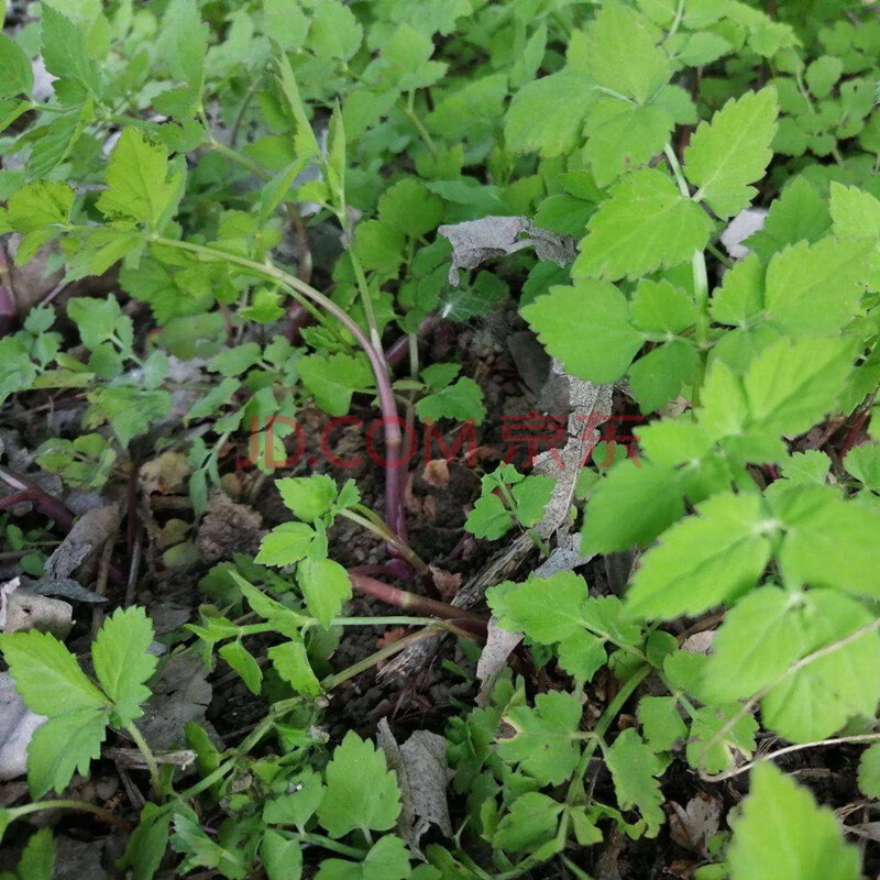 凤鸣雅世 野生山芹菜种子鸭脚板东北野生大叶芹种籽孑东北天然特菜