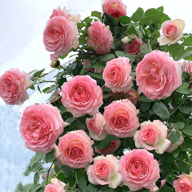 粉色龙沙宝石1cm粗 不含盆