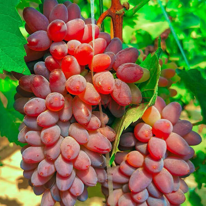 新鲜葡萄玫瑰红提子克伦生玫瑰香 2斤 玫瑰红提有籽