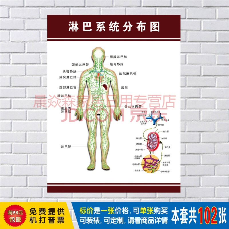 人體肌肉圖解結構解剖大掛圖 人體器官解剖圖示意圖海報展板定製 淋巴