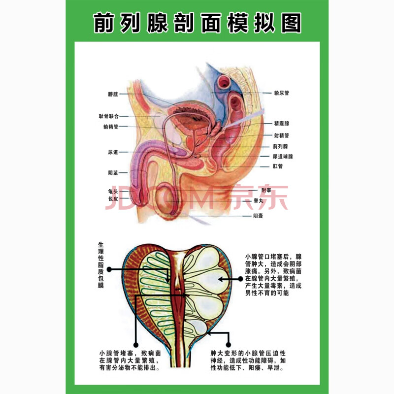 人體器官結構掛圖人體內臟結構解剖示意圖醫學宣傳掛圖人體器官心臟