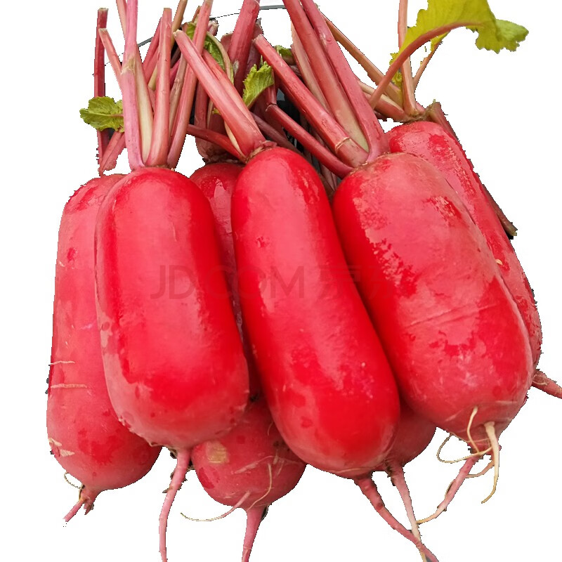 四川胭脂萝卜 红萝卜新鲜萝卜 红皮萝卜水萝卜泡菜萝卜 10斤