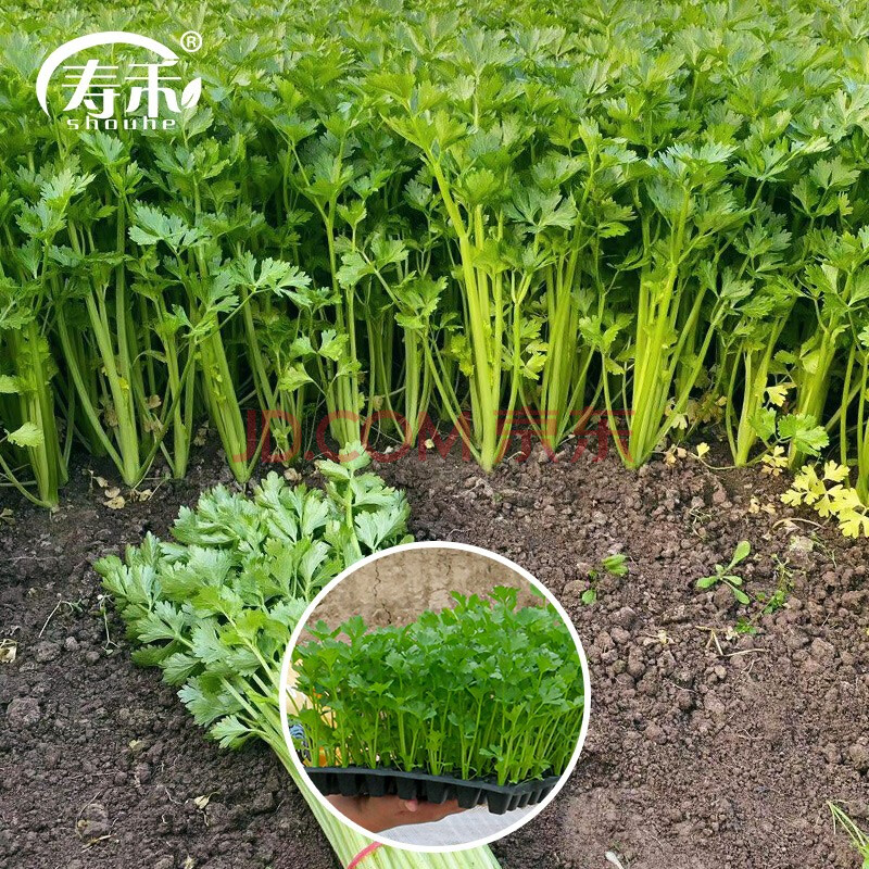 寿禾 芹菜苗带土发货菜根苗新鲜蔬菜秧苗秋季播种山东菜苗 小香芹芹菜