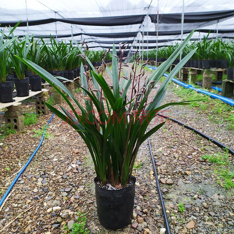 【莎之槿園藝】蘭花苗企黑墨蘭報歲蘭濃香型易養活花卉綠植室內盆栽易