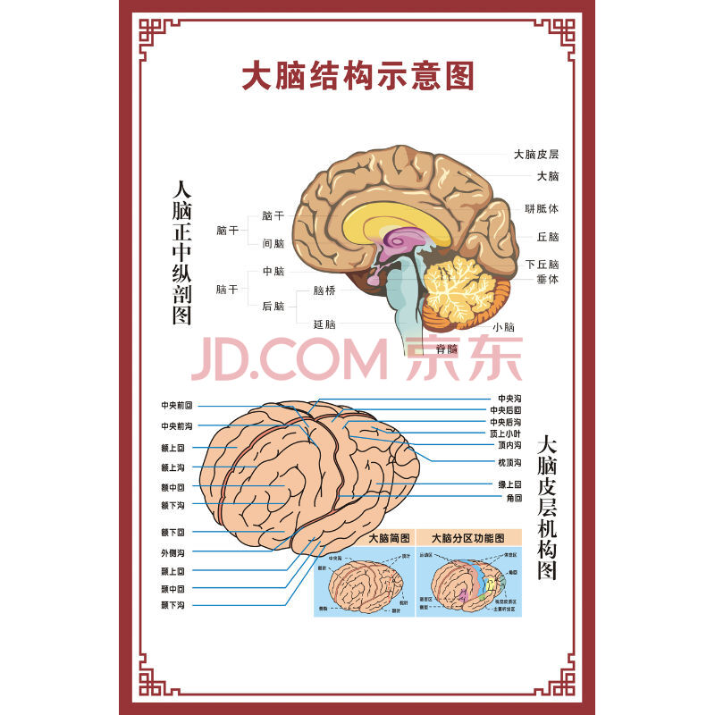 大腦結構示意圖 相紙(厚/無膠)48寸80x120cm