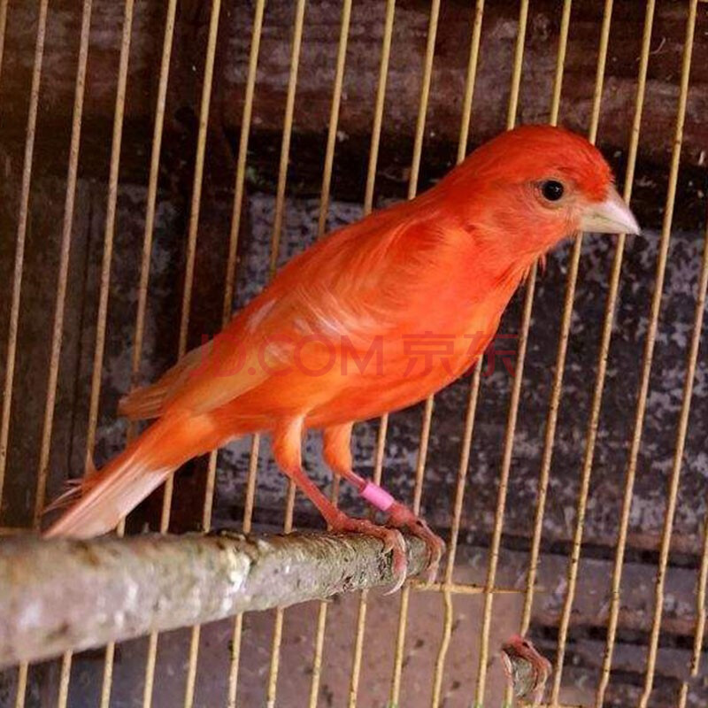 活體玉鳥綠桂皮山東黃玉鳥鳴唱鳥辣椒紅玉鳥揚州玉鳥 辣椒紅 公一隻