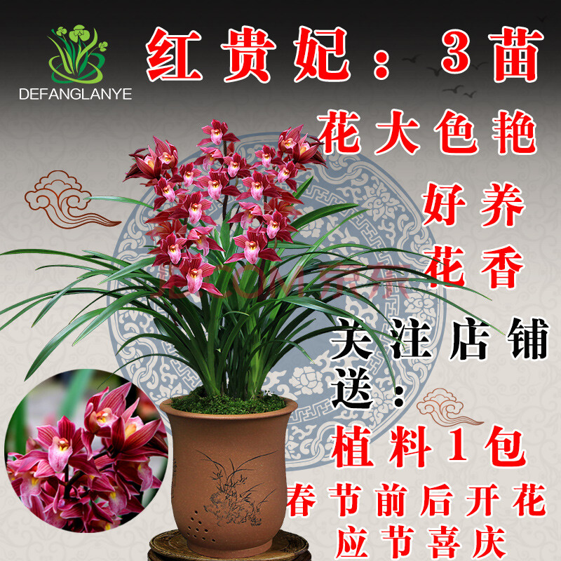 德芳兰业 兰花苗带花苞浓香蕙兰四季建兰墨兰室内花卉植物盆栽阳台好